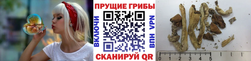 сайты даркнета состав  Велиж  Галлюциногенные грибы Cubensis 
